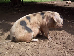 A free range Gloucester Old Spot pig