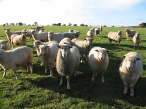 Cotswold sheep
