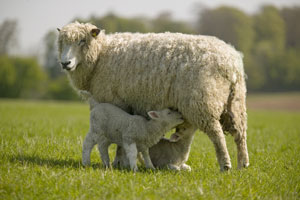 Lamb with ewew