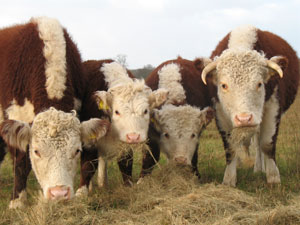 Our Hereford calves